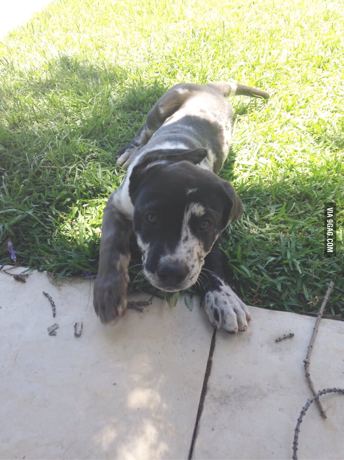 Bullmastiff x cattle store dog