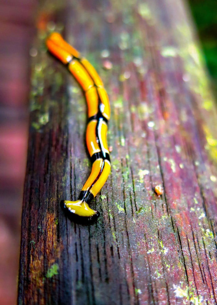 The Hammerhead Worm 9GAG