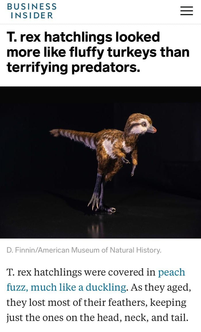 t rex had feathers