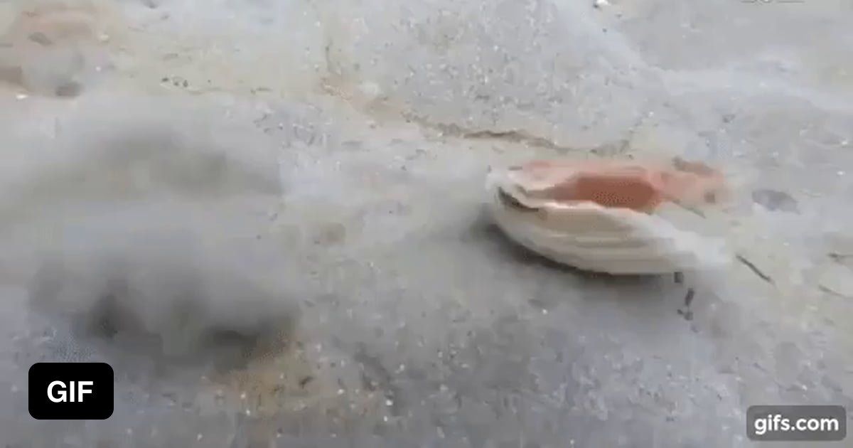 A scallop "running" 9GAG