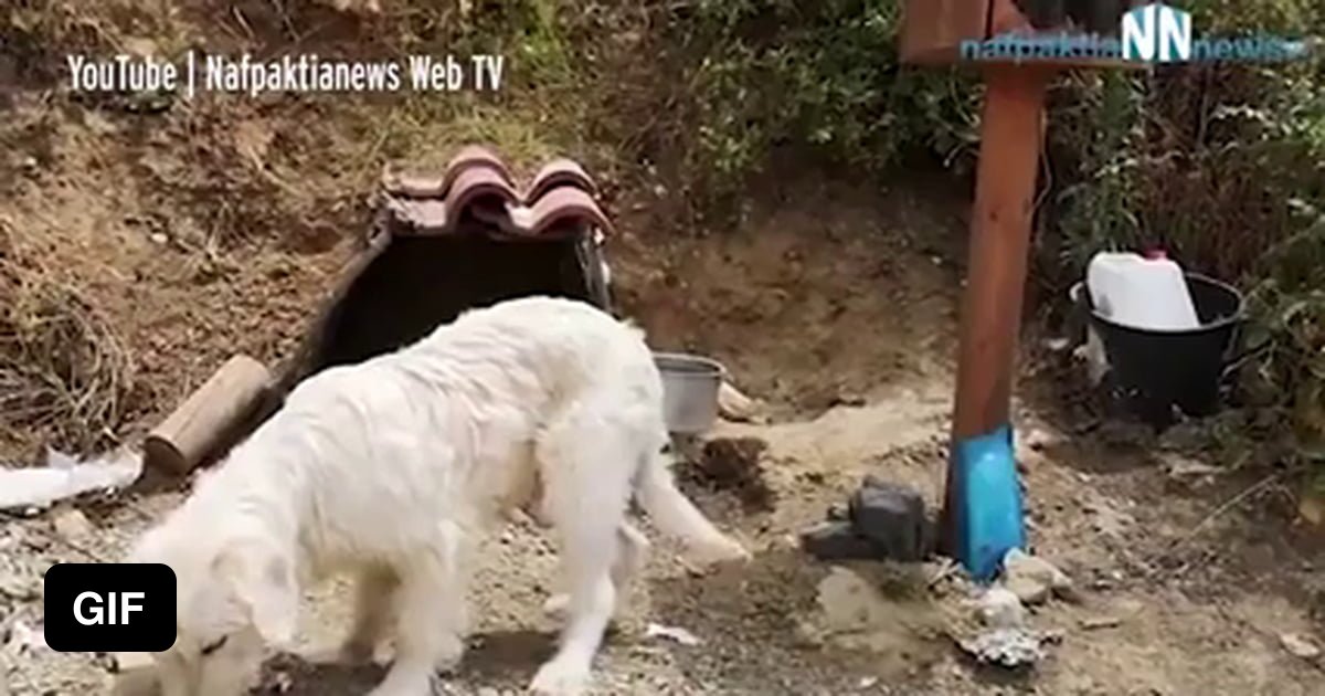 Loyal dog refuses to move from spot where owner was killed in crash 18 ...