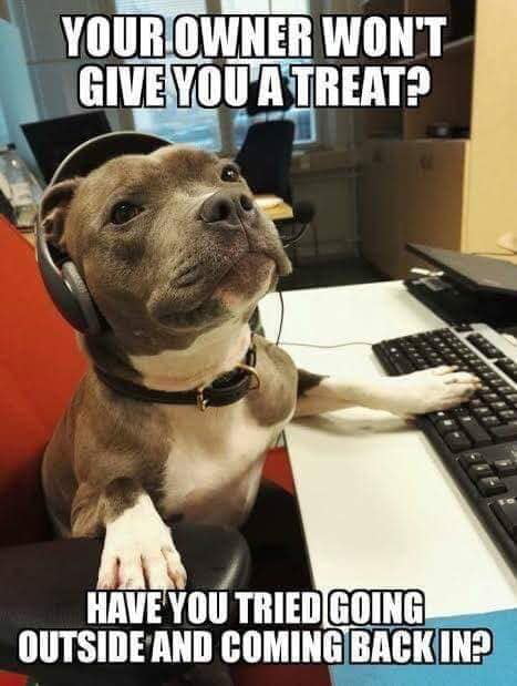 Dog Tech Support - 9gag