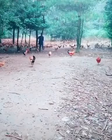 Look At All Those Chickens 9GAG   ALgmBAV 700b 