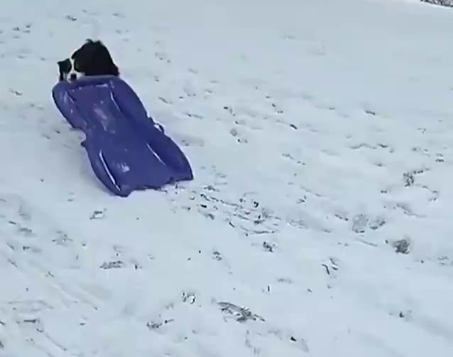 Dog taking herself sledding 9GAG