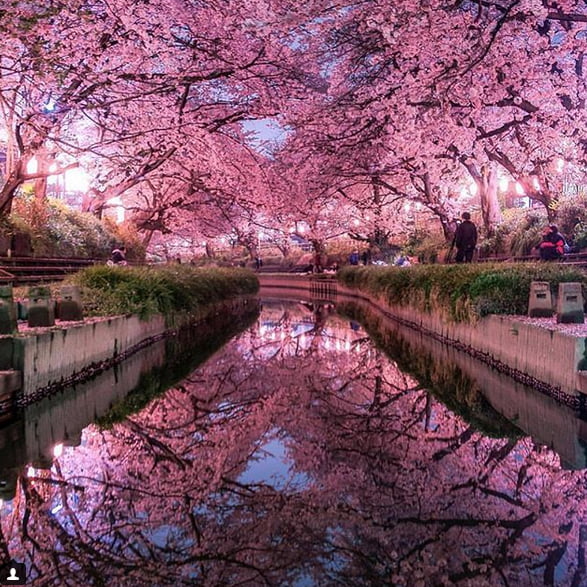 Cherry blossoms are worth the trip to Japan - 9GAG