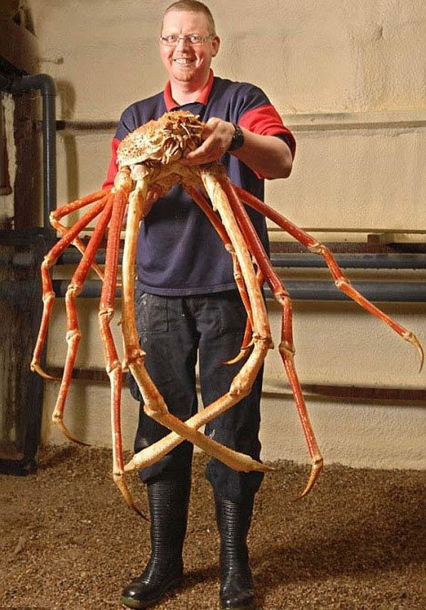 Japanese Spider Crab 9gag