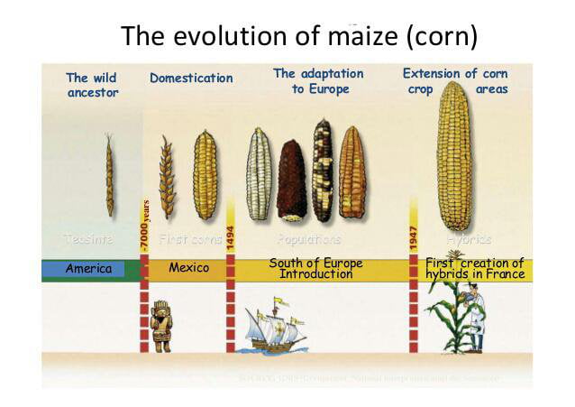 some-interesting-facts-on-the-evolution-of-corn-9gag