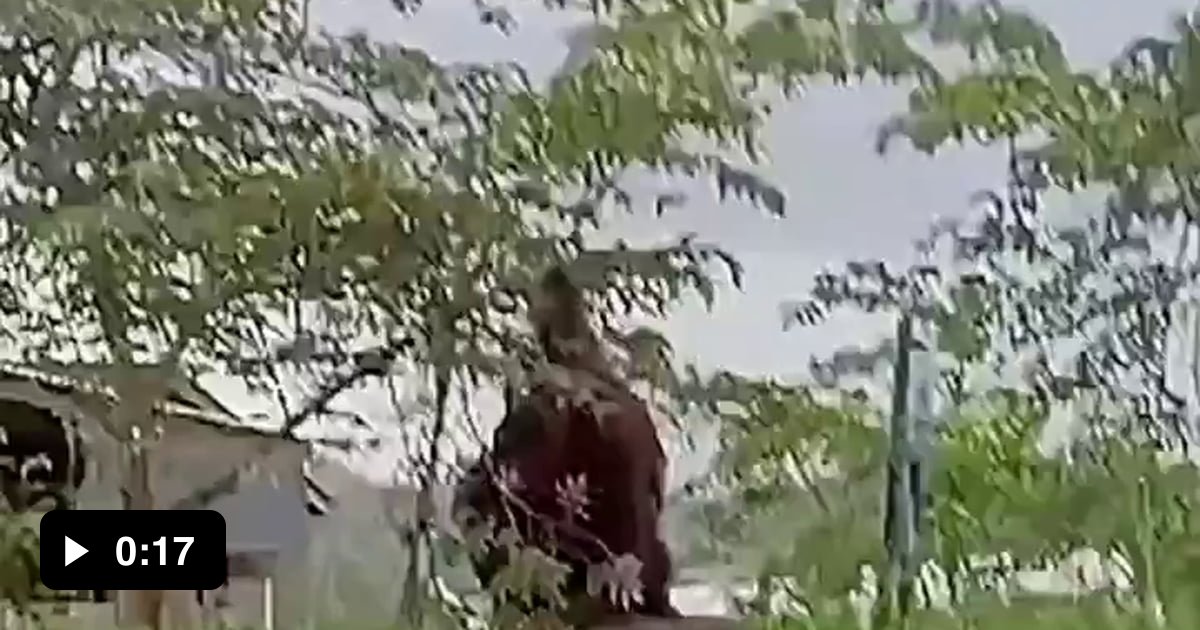 A 10-foot-tall giant orangutan caught on camera. It is suspected that ...