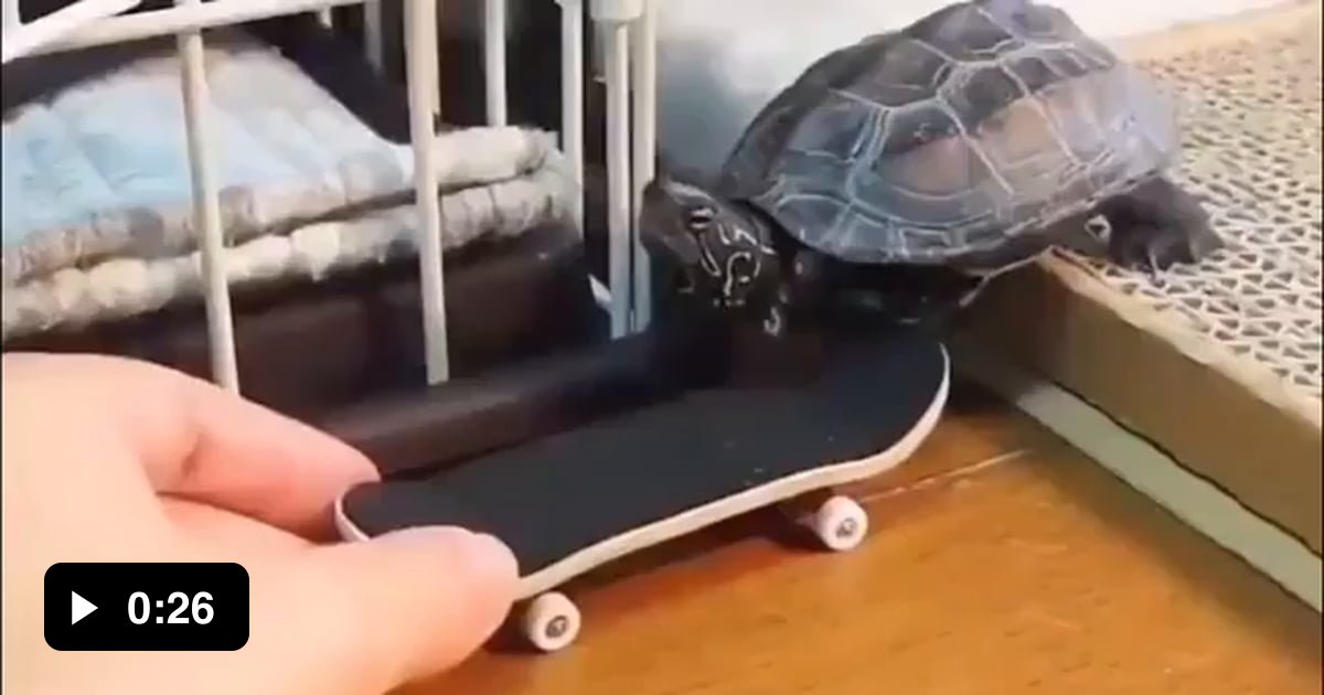 Turtle on skateboard having the time of its life - 9GAG