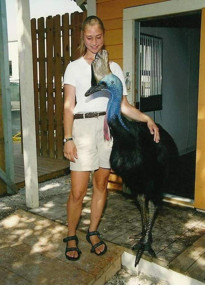 The Cassowary Is A Solitary Bird And Unable To Fly Like Ostriches And the-cassowary-is-a-solitary-bird-and-unable-to-fly-like-ostriches-and