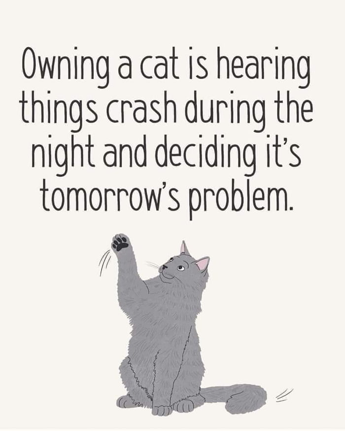 Cat - 9GAG
