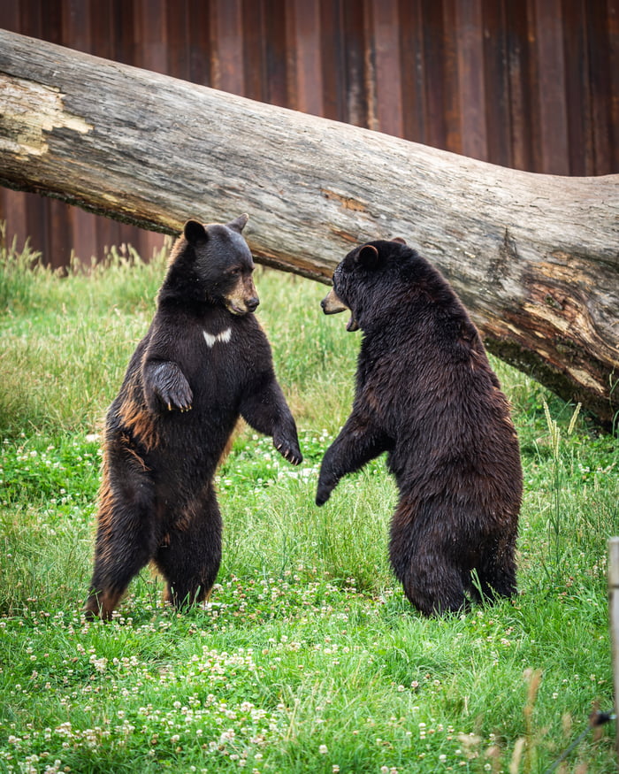 Just a bear with a fly saying hello - 9GAG