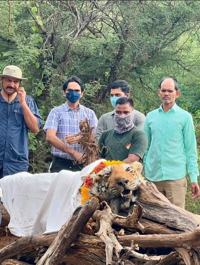 The famous arrowhead tigress from Ranthambore, India was given last ...
