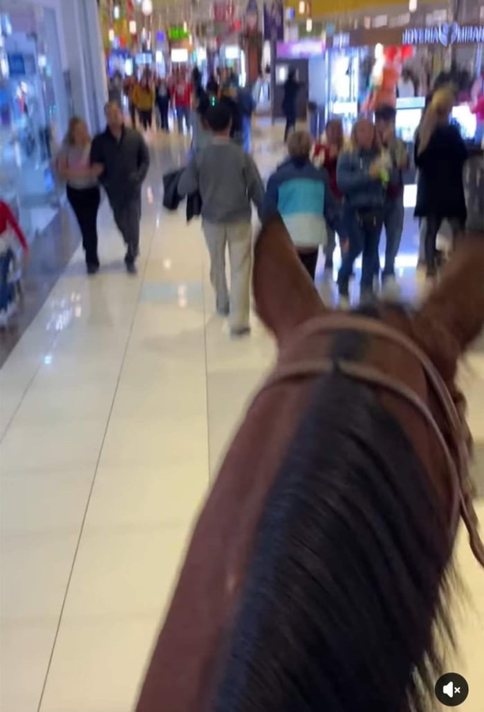 in-my-town-there-are-now-pet-friendly-malls-so-9gag