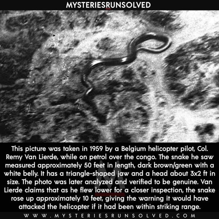 The giant Congo snake 9GAG