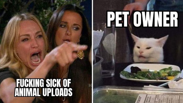 Cute funny animals from hell. - 9GAG