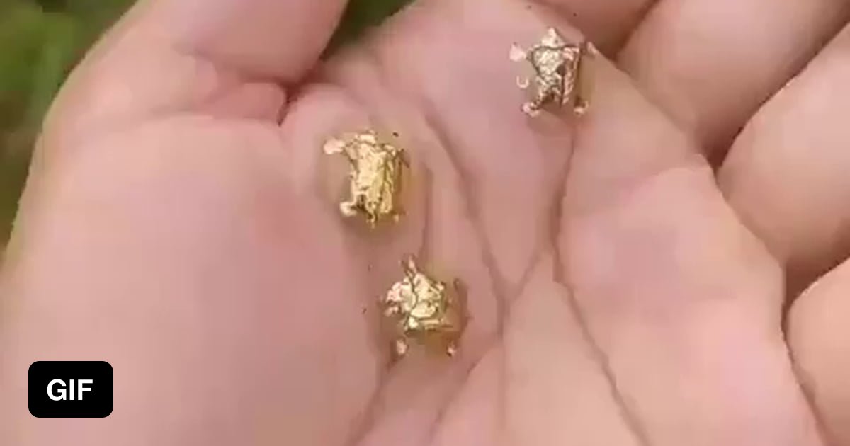 The Golden Tortoise Beetle 9GAG