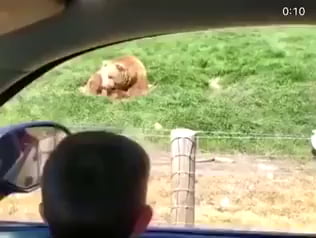 Feeding The Bear Beard