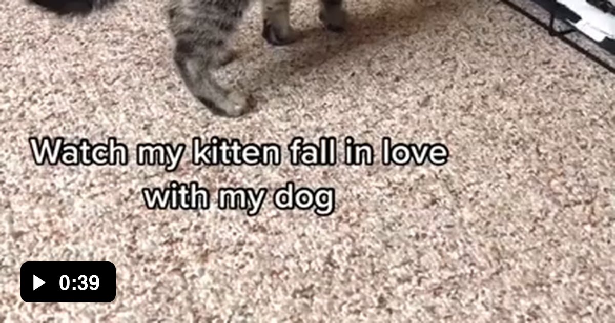 Kitten and Doggo best frens 9GAG