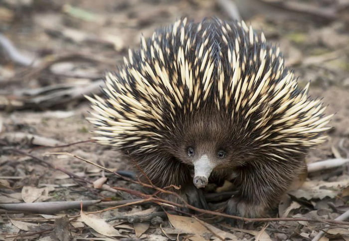 Did you know? Spiny anteaters or echidnas are some of the weirdest ...