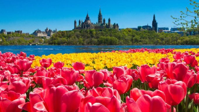 Every year the Netherlands send 10,000 Tulip bulbs to Canada in ...