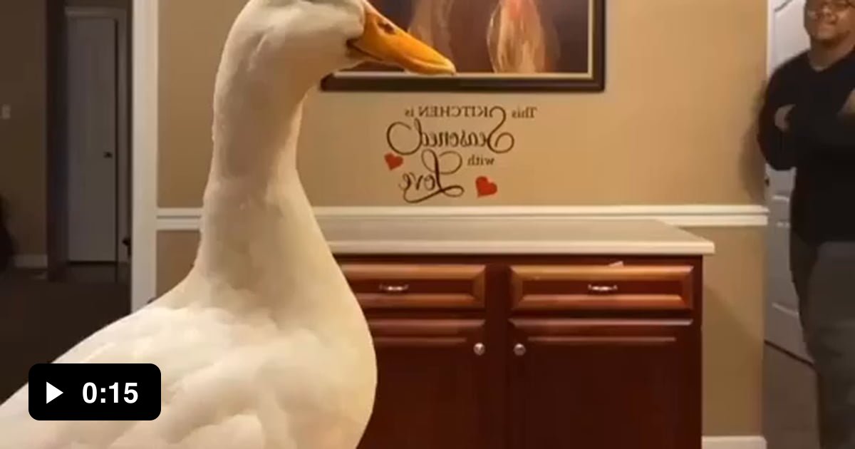 The duck throw it back 9GAG