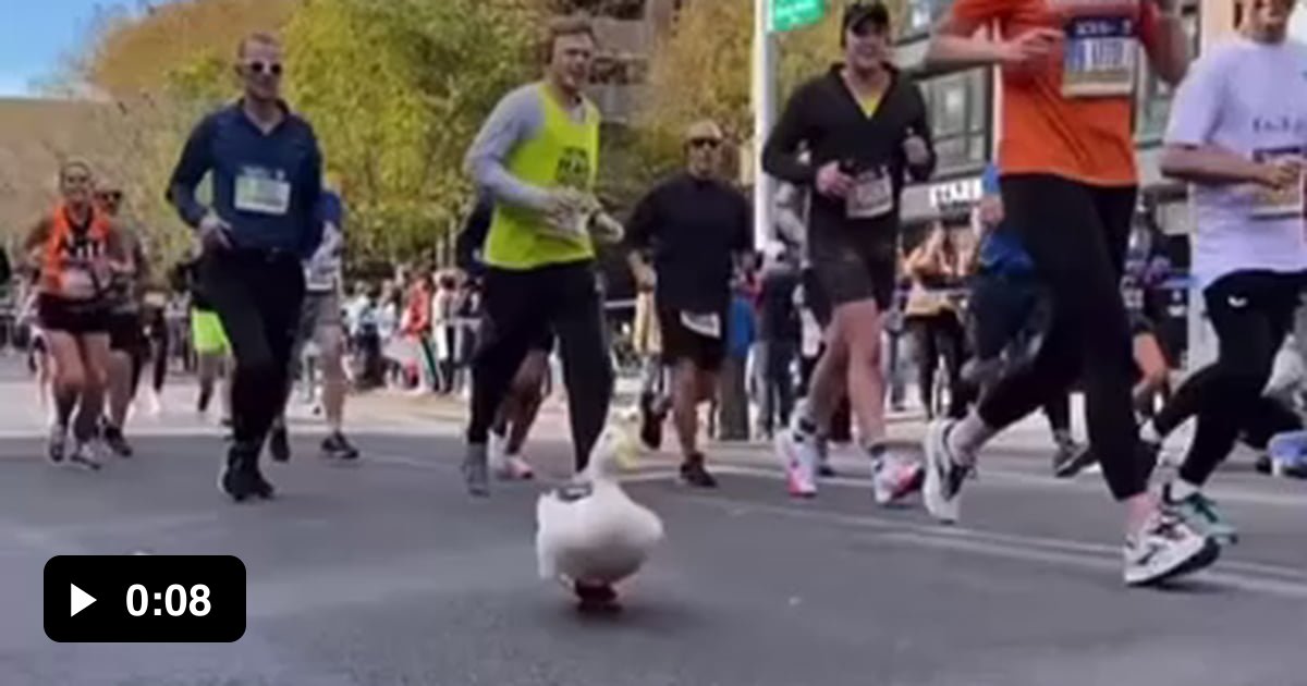 This duck ran the New York Marathon. She even had her own shoes on