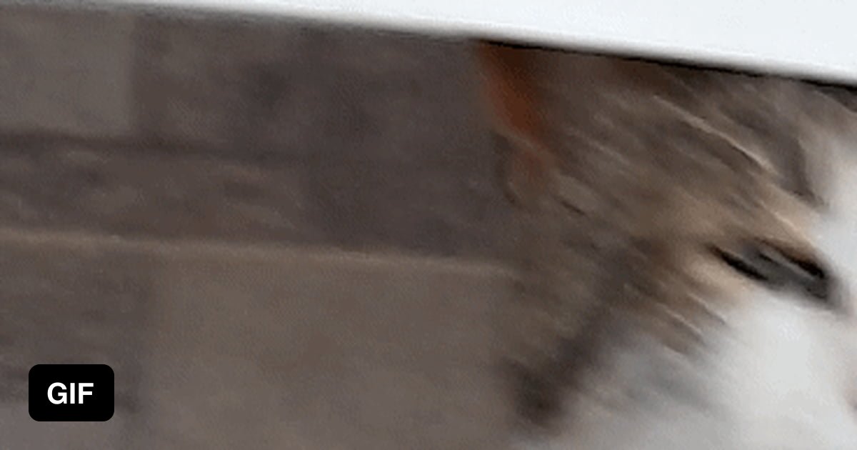 Need help from cat expert. What is that injury / mark it has on its