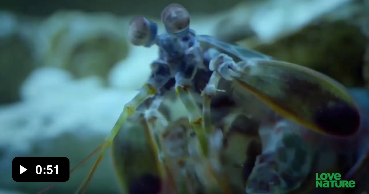Mantis Shrimp breaks crab's arm with a single punch. The friction