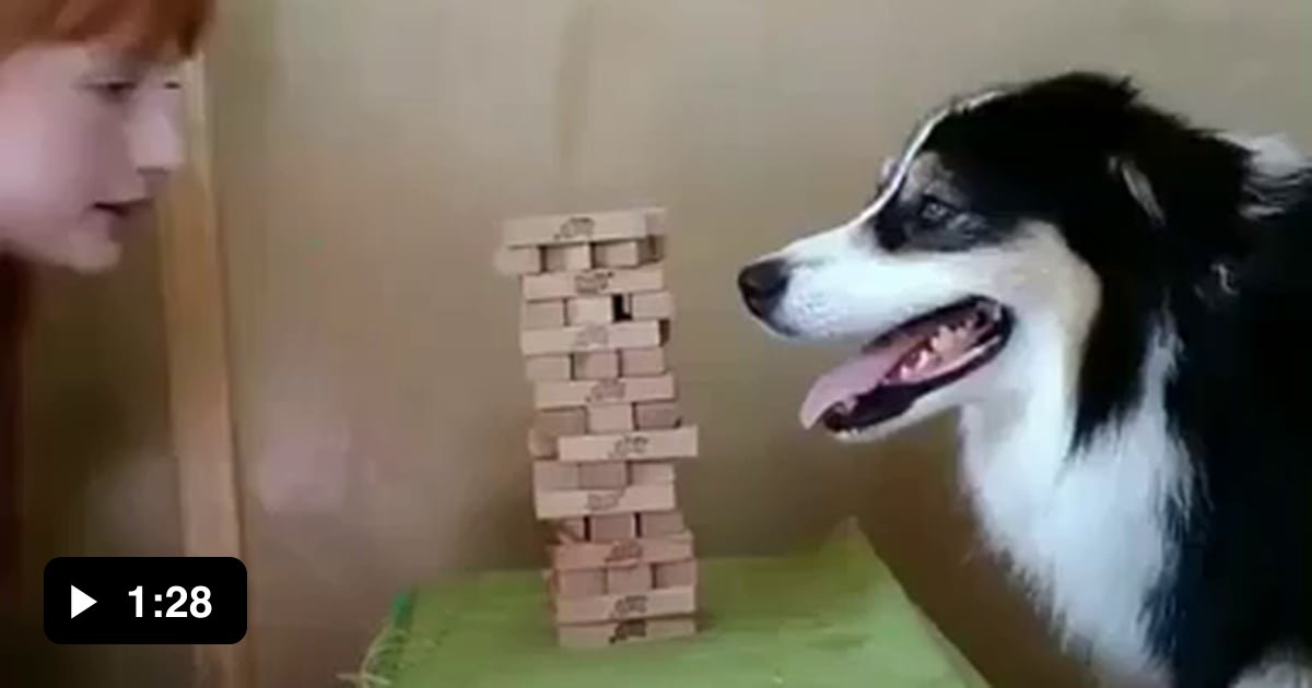 This dog playing Jenga 9GAG