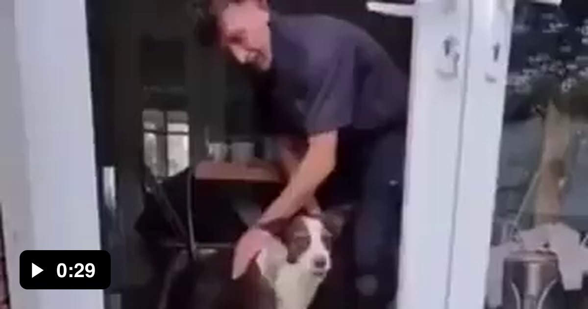 The dog does not trust that the glass is no longer in the door 9GAG