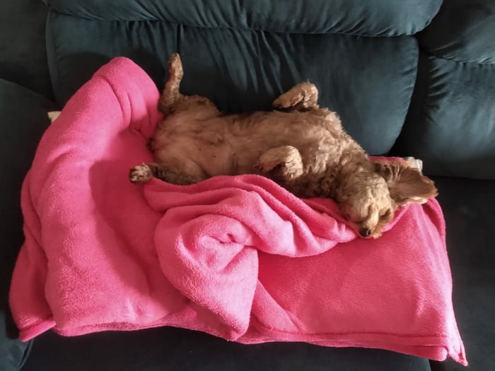 Meet Luke 12 Year Old Poodle Daschund Mix 9gag