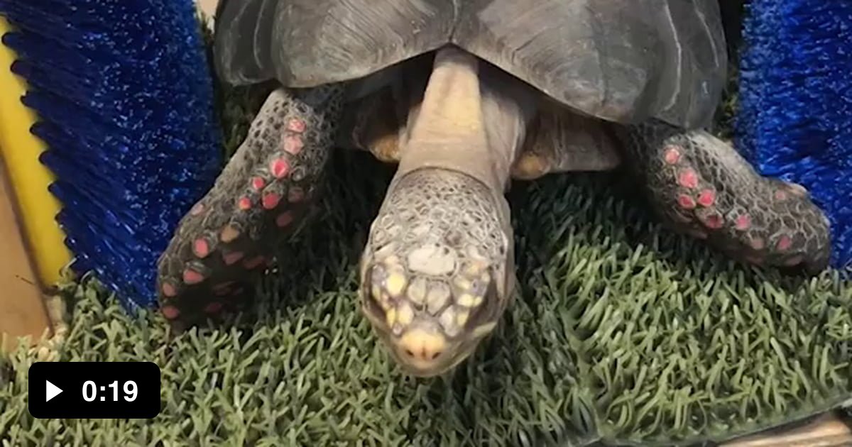 Turtle Scratching Turtles & tortoises can feel their shells (their shells have nerve ...