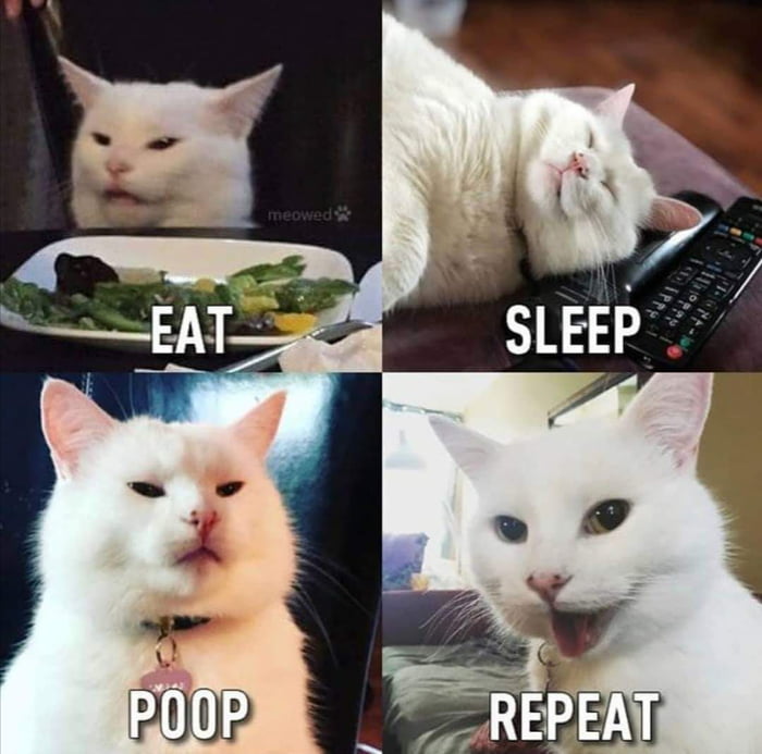 Smudge Lord's Daily Routine - 9GAG