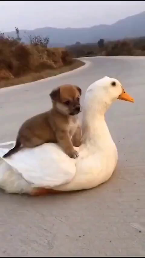 go go duck go go duck