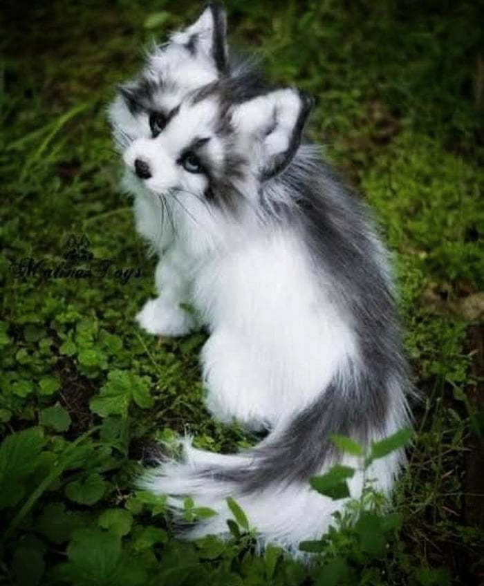 Canadian marble fox is basically a husky but in cat version. - 9GAG