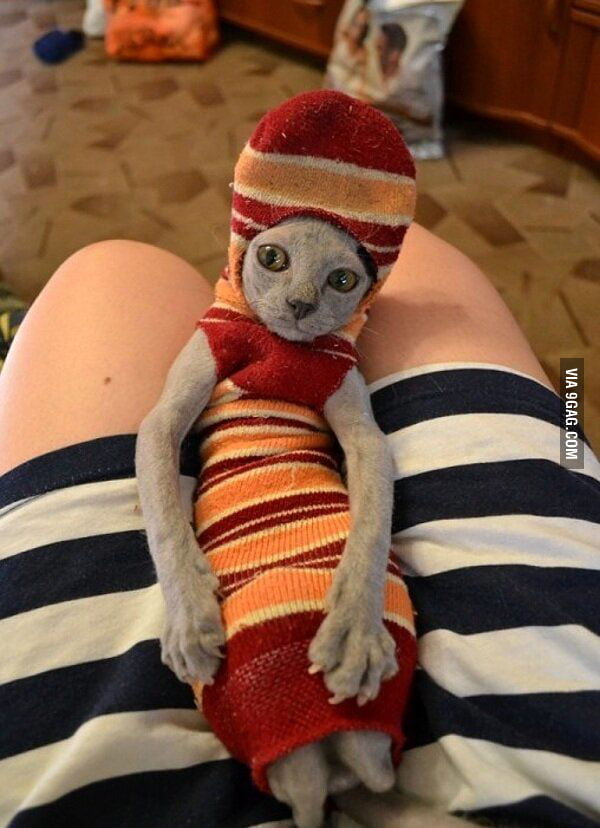 Master has given Dobby a sock! 9GAG
