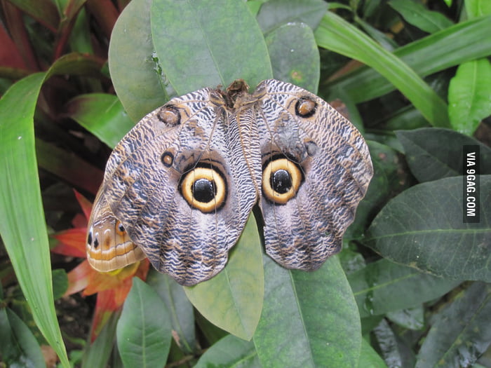 Small Birds are Scared Off by Fake Owl Eyes on Butterfly Wings