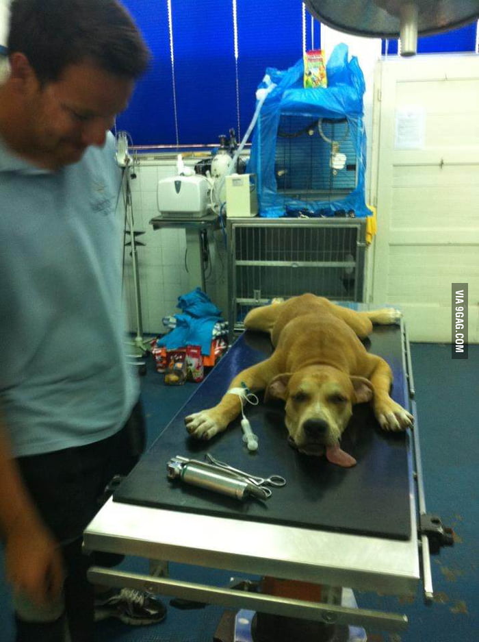 So I took him to the vet... - 9GAG