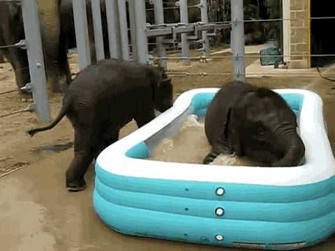 Unruffled elephant escape прохождение