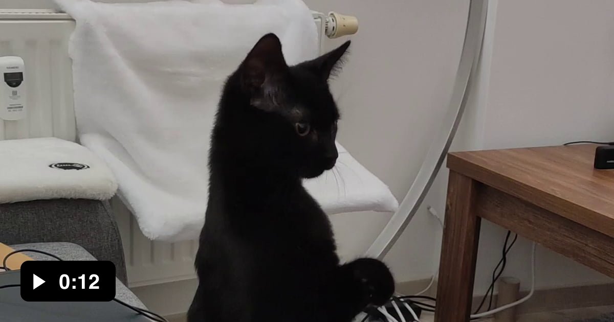 My cat 