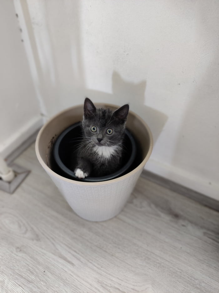 Look at me i m the plant now 9gag