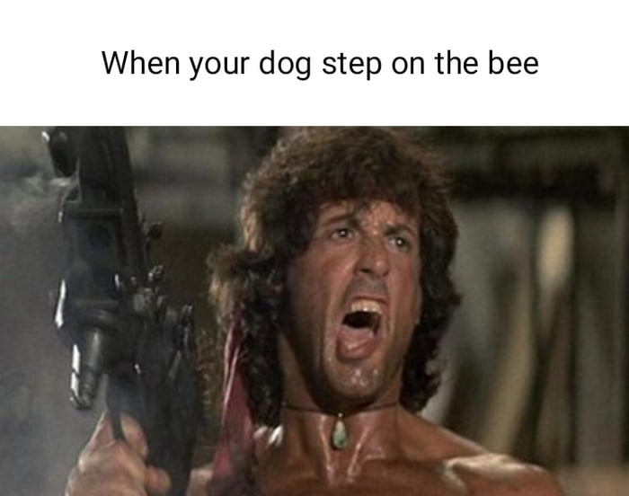 When your dog step on the bee 9GAG