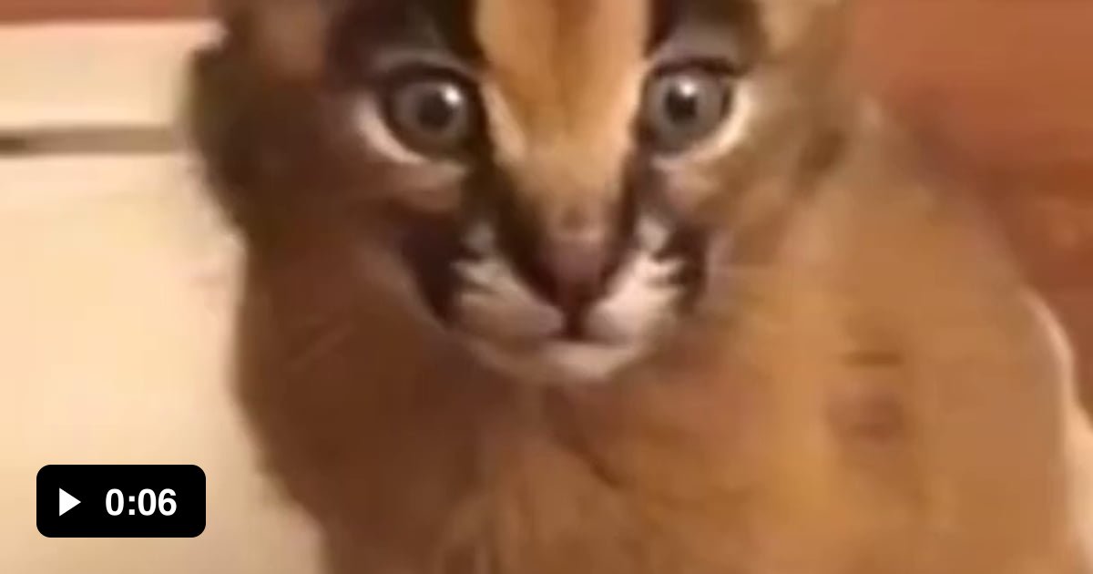 My cat ate some Compund V 9GAG