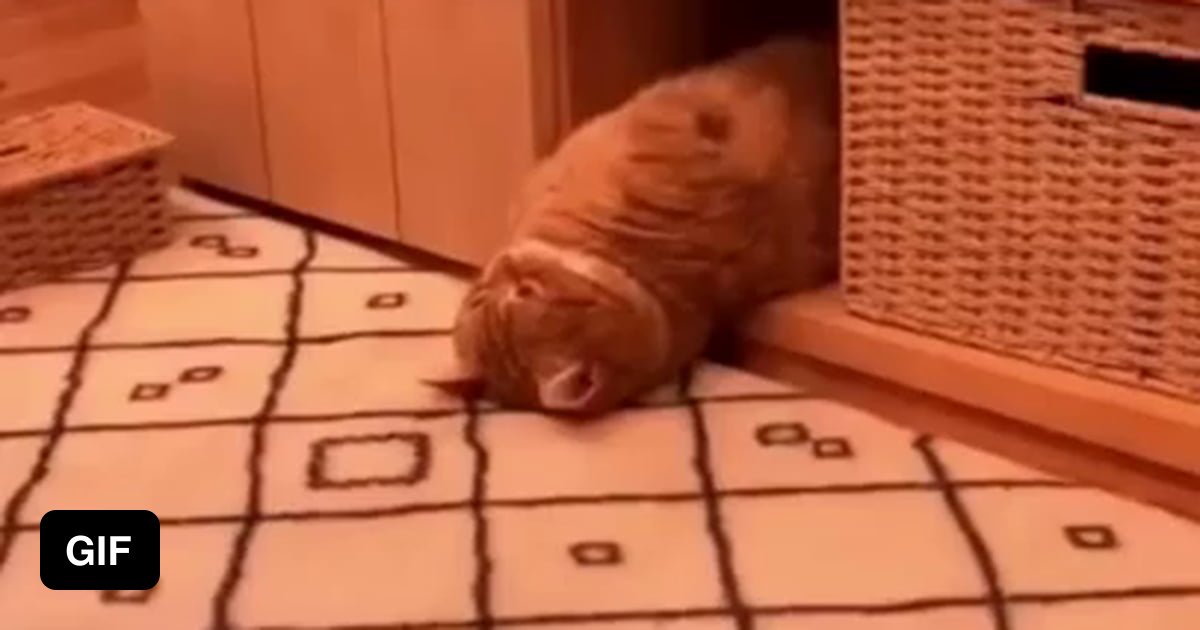 Bored Katze in the house 9GAG