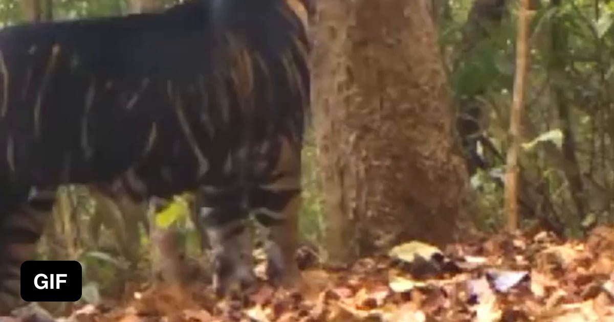 Rare Black Tiger Spotted - 9GAG