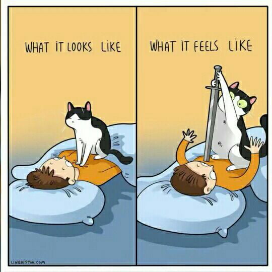 can-cat-kill-u-9gag