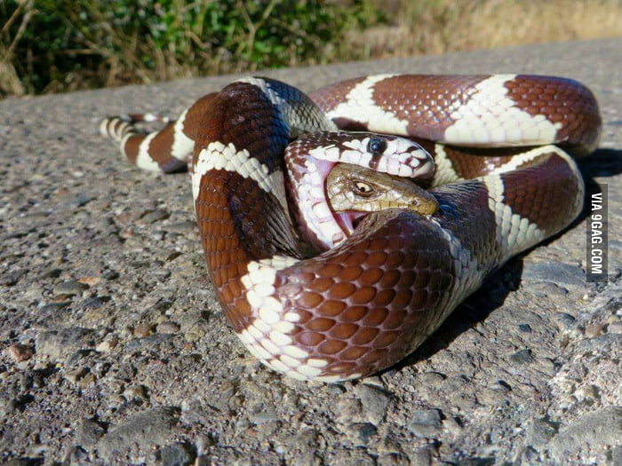 how lizards evolved into snakes how lizards evolved into snakes