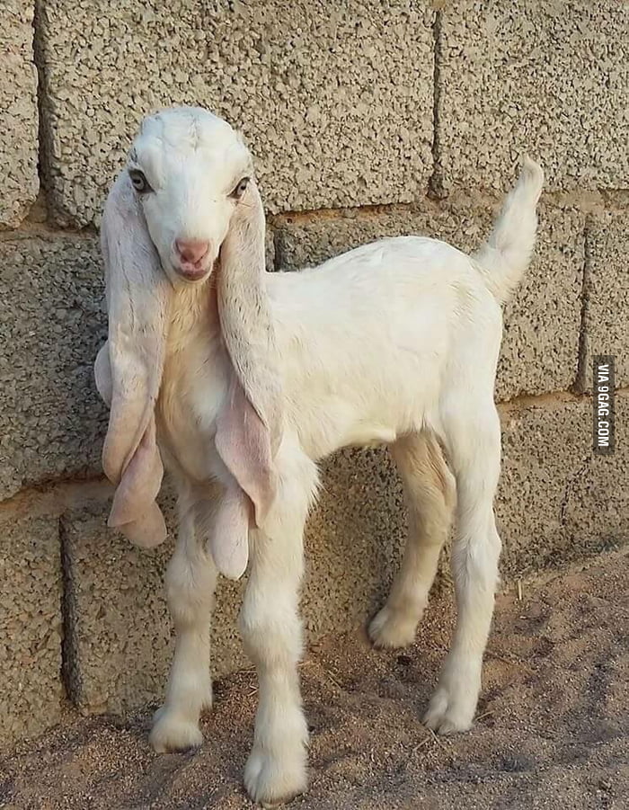 This goat is more beautiful than me