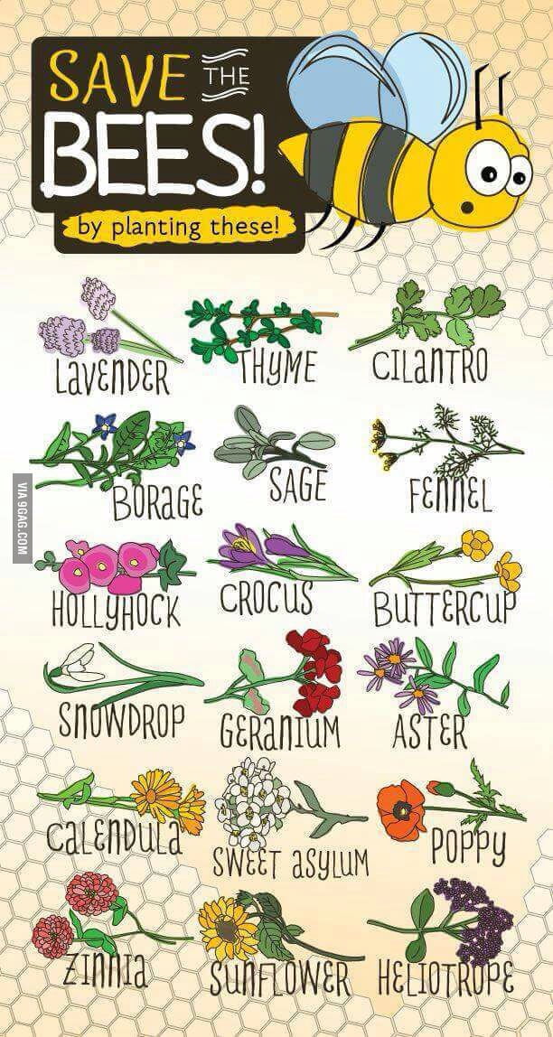 Save the bees (and bumblebees)!! - 9GAG